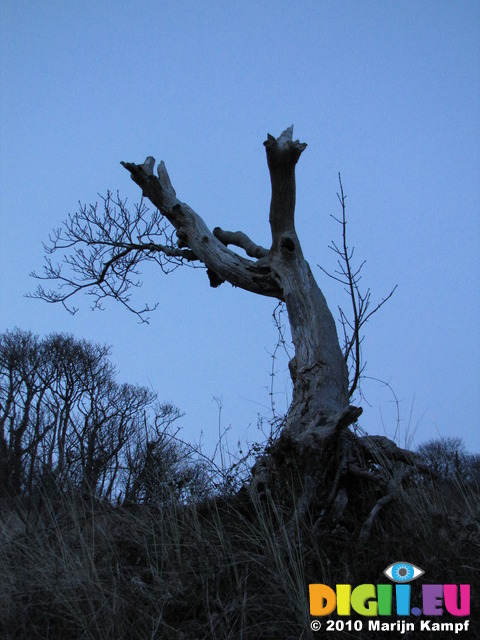 SX13773 Old tree trunk at dusk